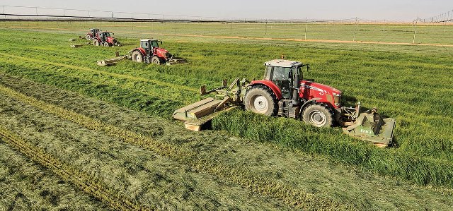 زراعة-السمسم-بالقضارف