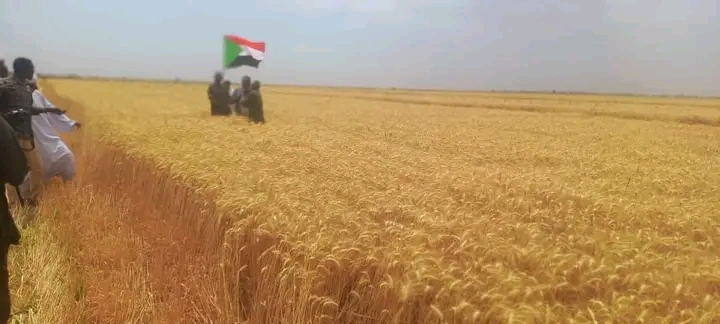 والي الجزيرة يدشن عمليات حصاد القمح