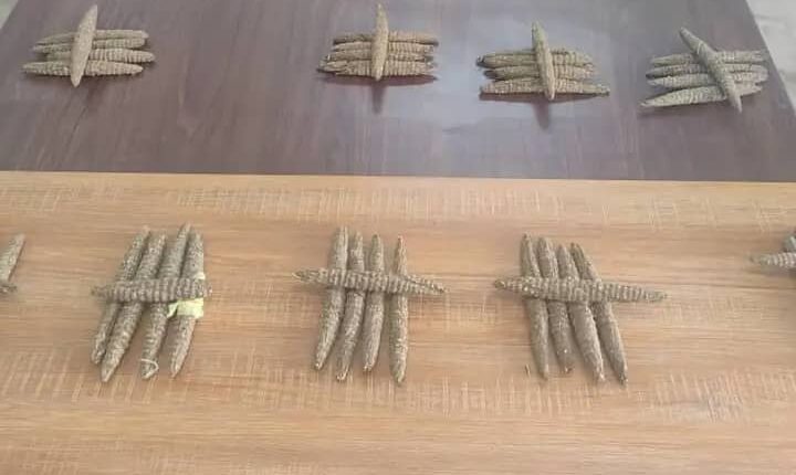 ضبط 105 رأس بنقو في مروي 