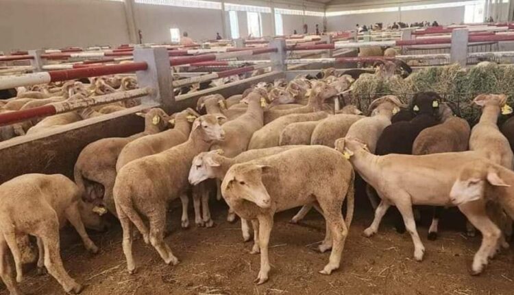 والي الجزيرة يدشن برنامج فرحة العيد لأسر الشهداء بالولاية