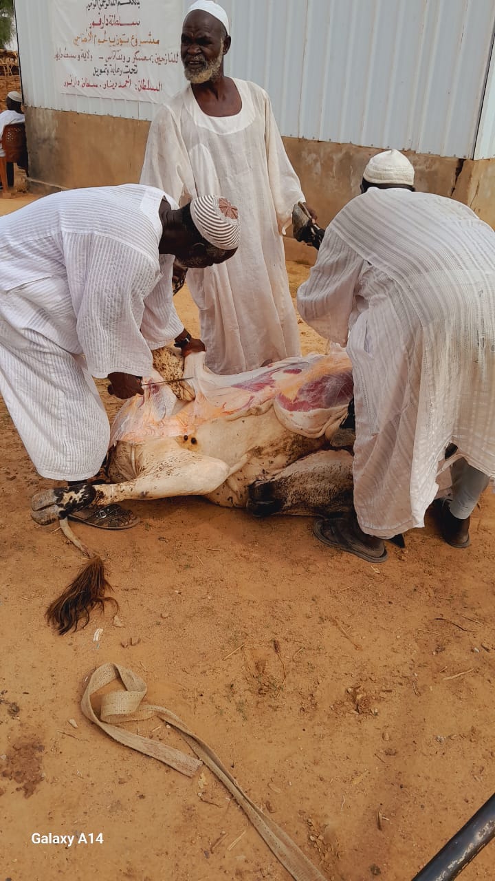 سلطنه دارفور تدشن مشروع الأضاحي برونقا تاس و أزوم لعدد 2000 أسرة 