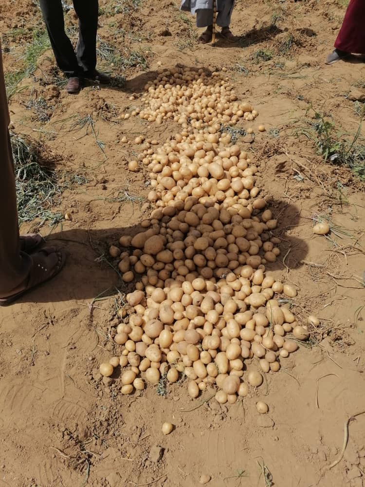 قفزات نوعية بوزارة الإنتاجية والموارد الاقتصادية بكسلا والمجاعة مجرد إشاعة  